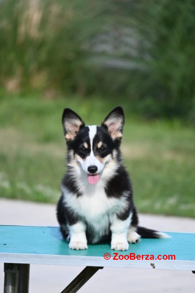 Velški korgi/Welsh Corgi Pembroke