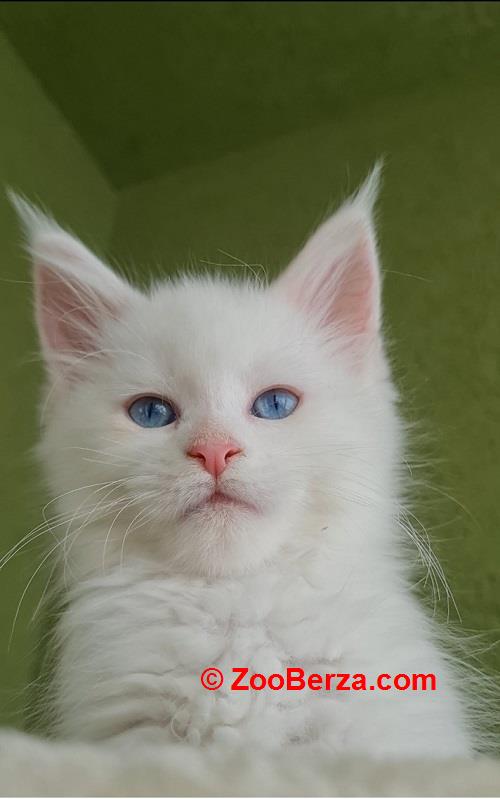 Maine Coon mačići 
