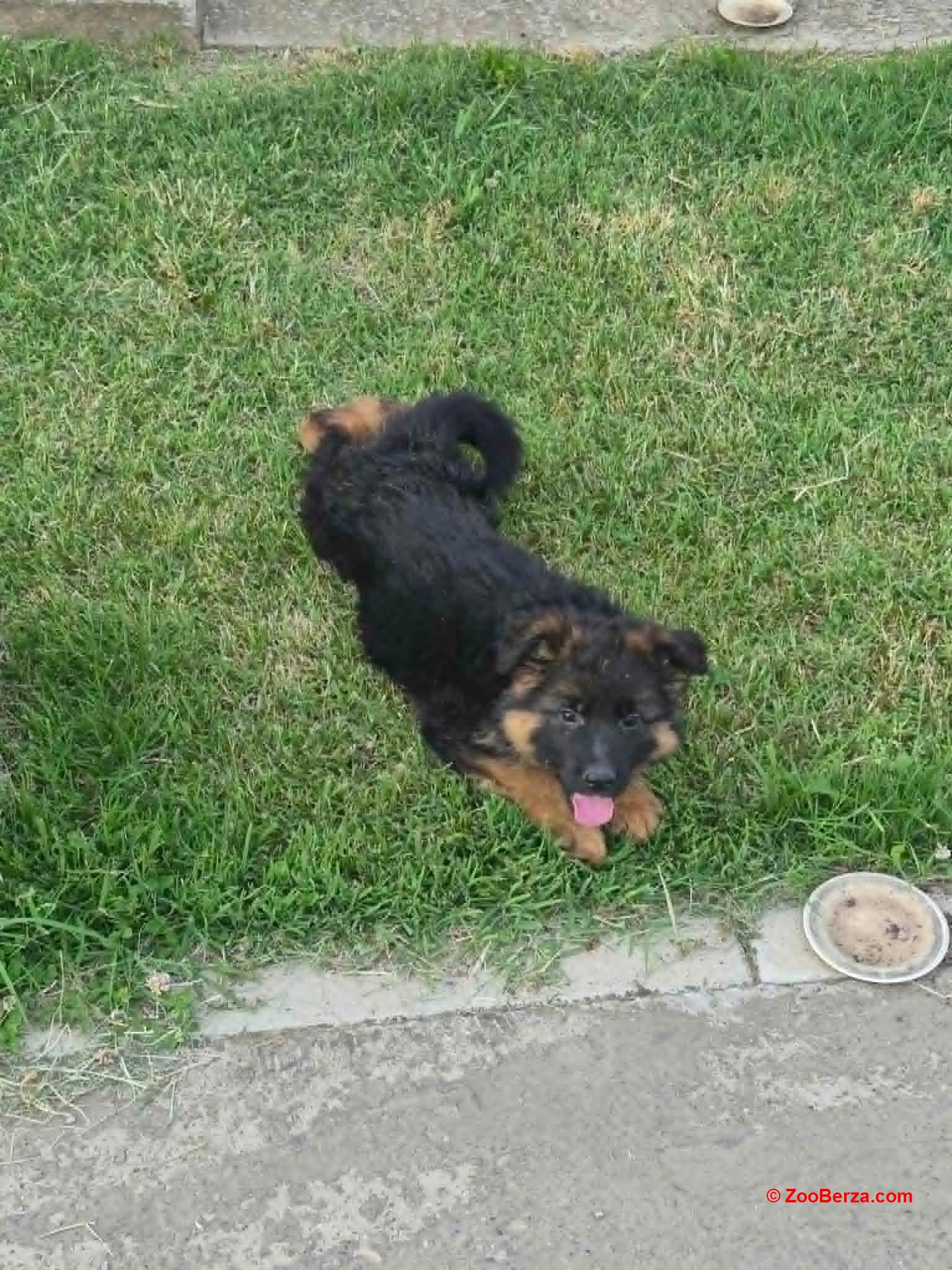 Dugodlaki nemački ovčar štenci