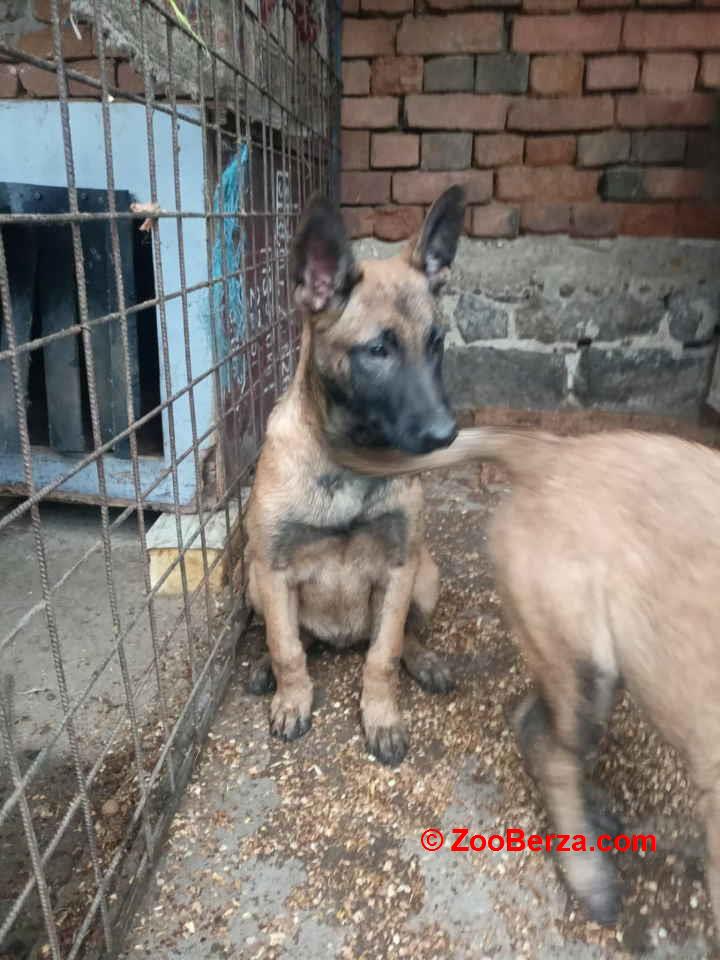 Belgijski ovčar MALINOA štenci 