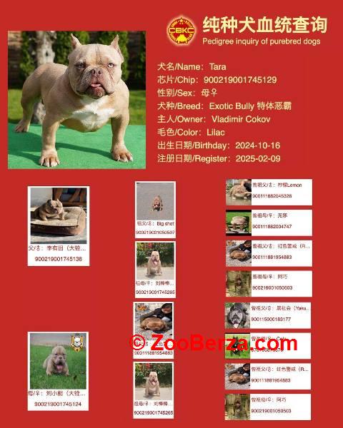 American bully exotic štenci