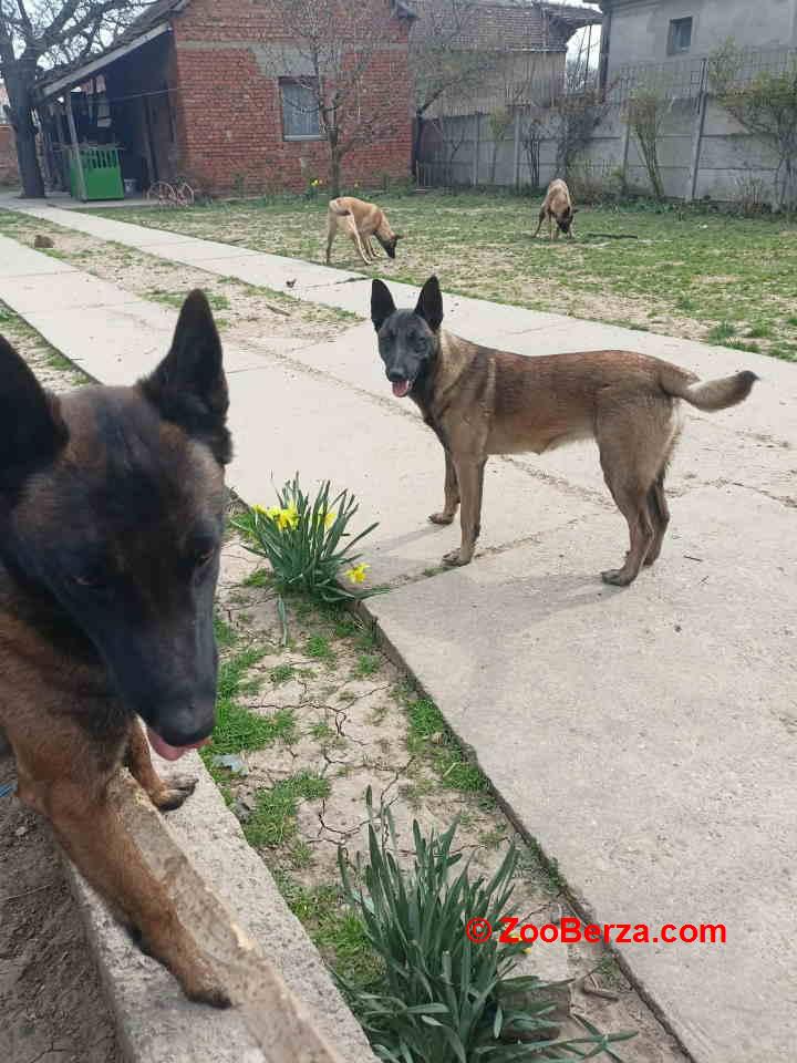 Belgijski ovčar MALINOA štenci 