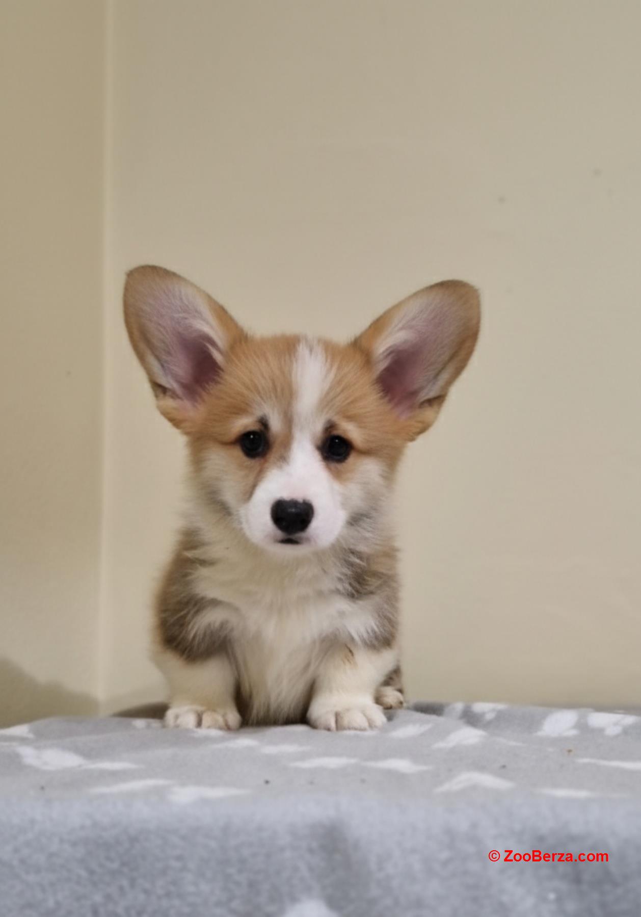 Velški Korgi Pembrok prelepi štenci