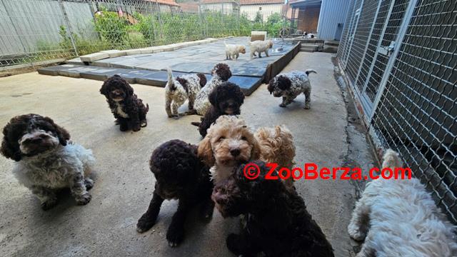 Lagotto Romagnolo štenci