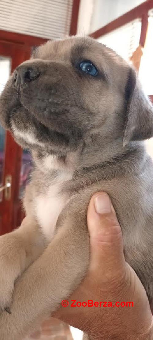 Cane Corso