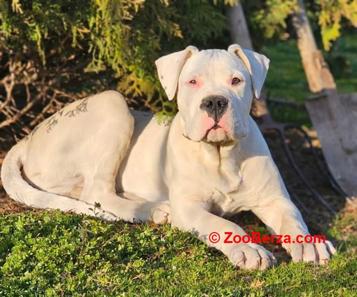Dogo Argentino prvobirano musko stene