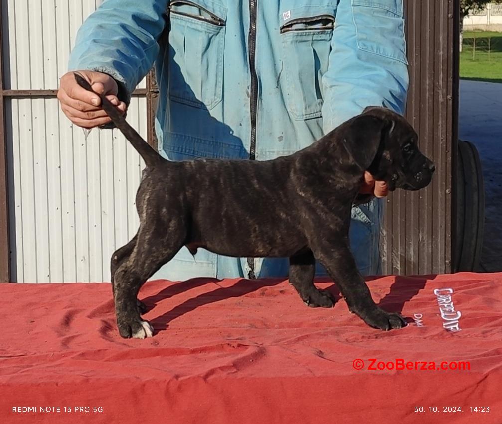 Kane korso Cane corso