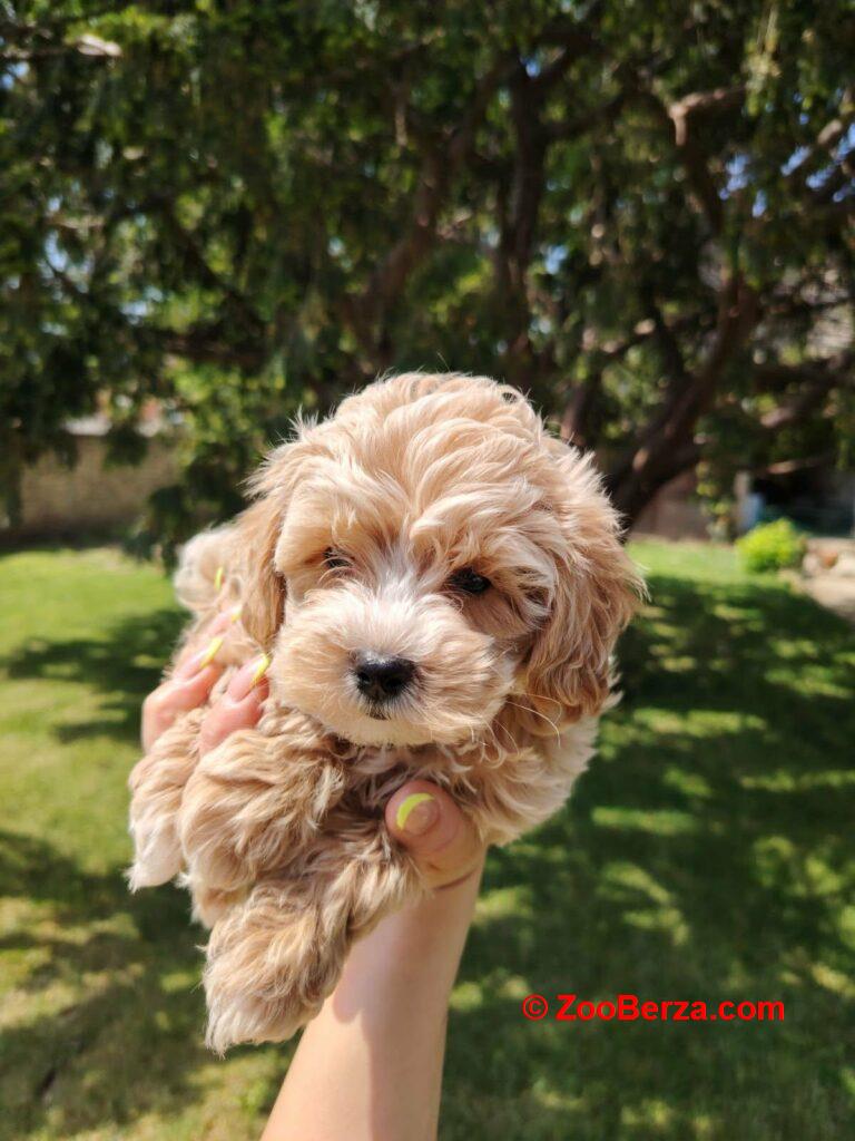 Maltipoo štenci