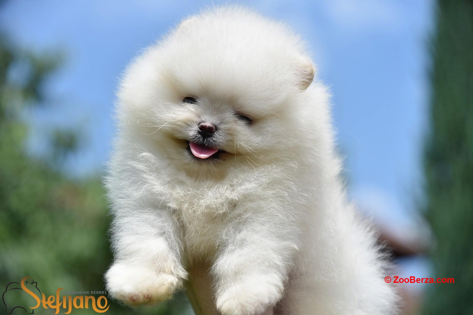 Pomeranac BOO medvedići