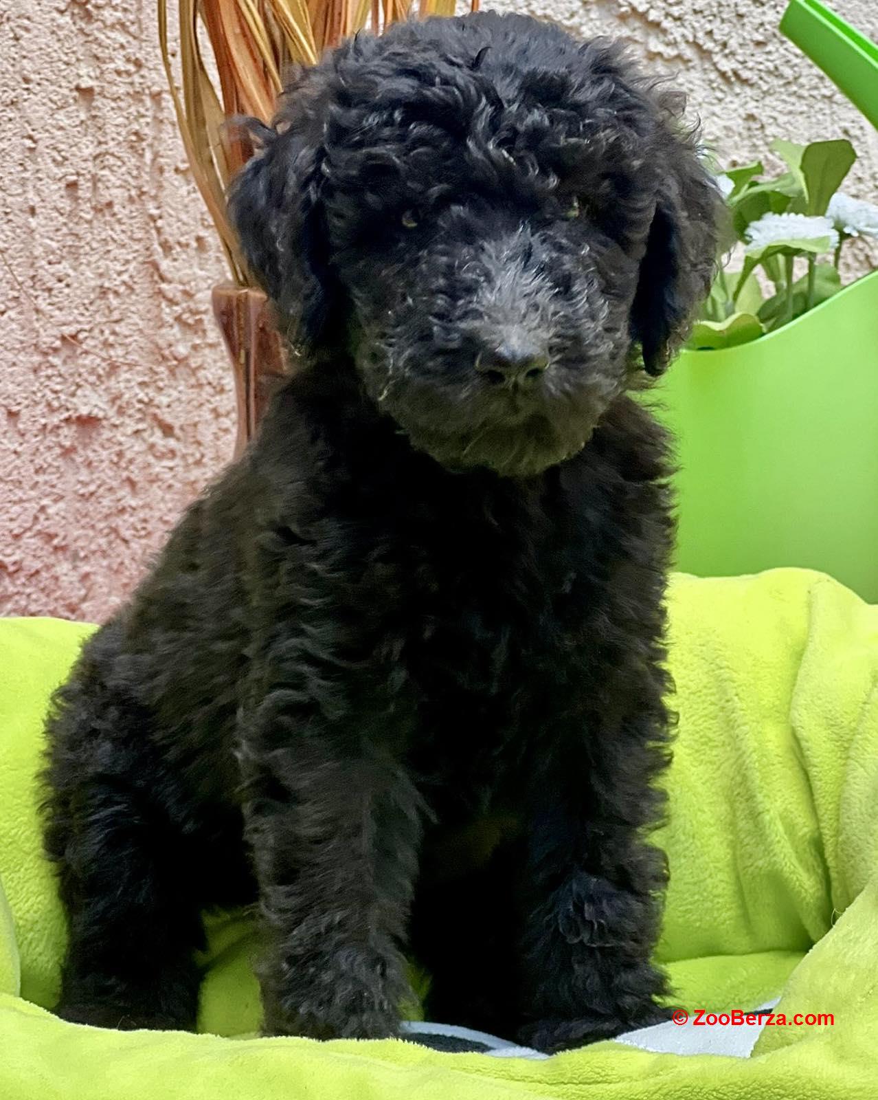 Kraljevska Pudla štenci