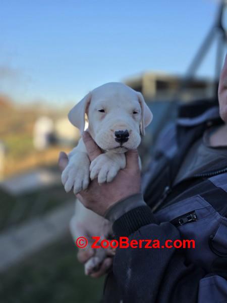 Dogo Argentino stenci