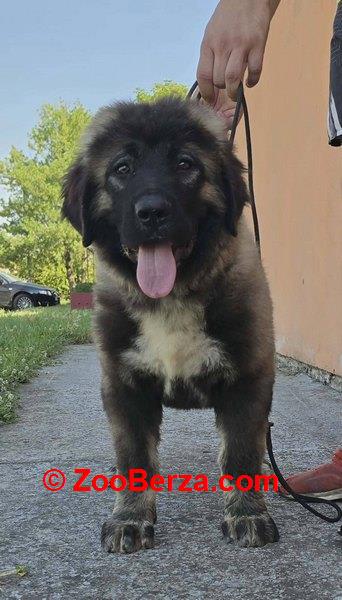 Kavkaski ovčar vrhunski štenci