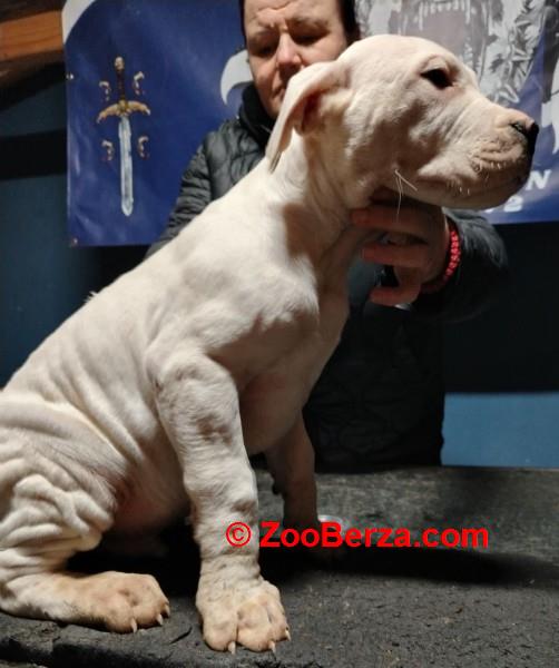 Dogo Argentino štenci