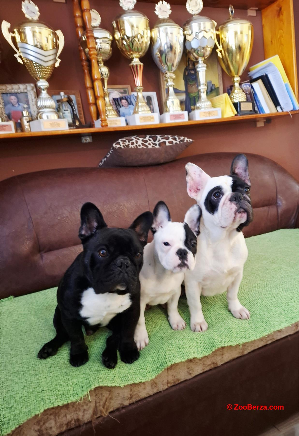 Francuski Buldog prelepo štene