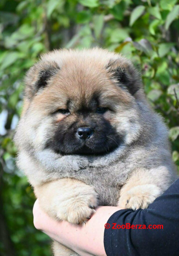 Chow Chow Čau Čau štenci