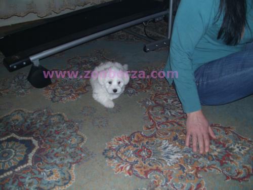 Maltezer loki