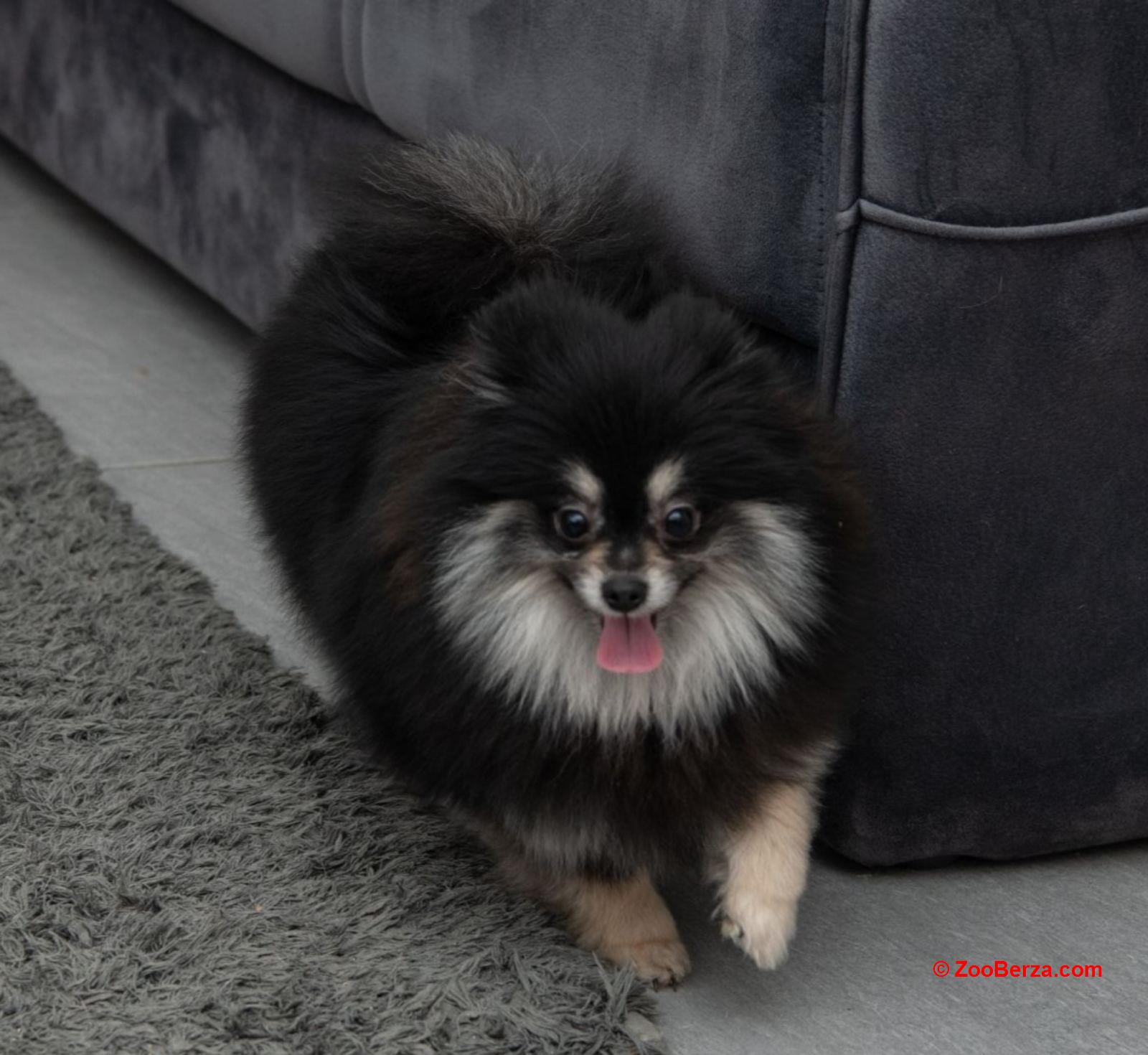 Pomeranac muzjak i zenka na prodaju