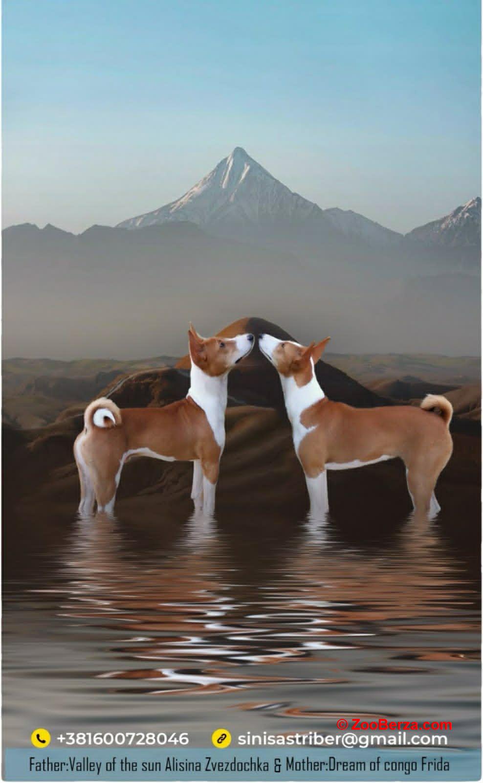 Basenji (Basendži) štenci crveno-beli i trobojni 