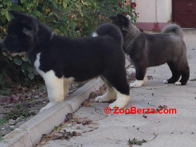 Američka Akita štenci