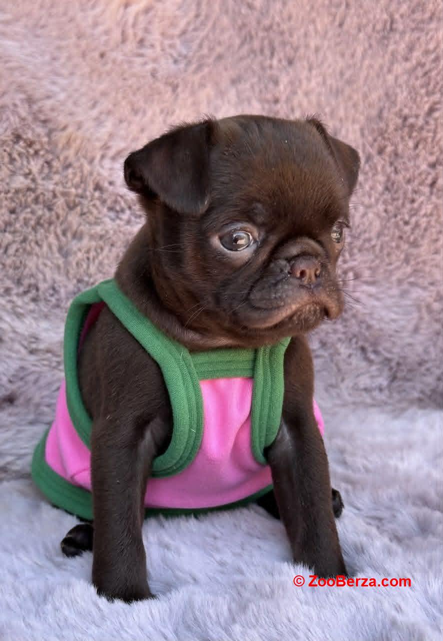 Chocolate Petit Brabancon (Smooth Brussel Griffon)