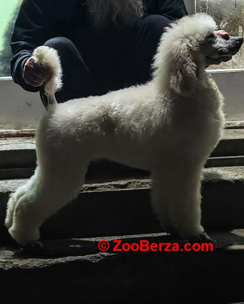 Vrhunsko leglo VELIKIH PUDLI 