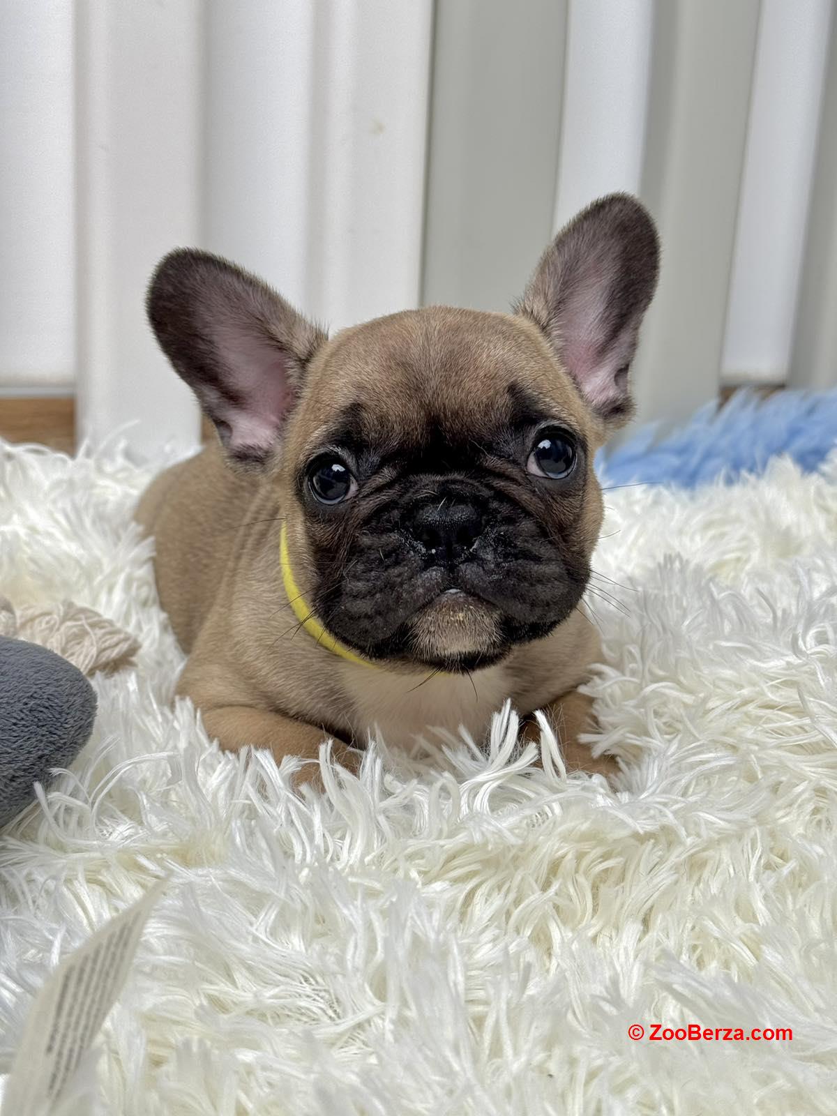Francuski Buldog štenci