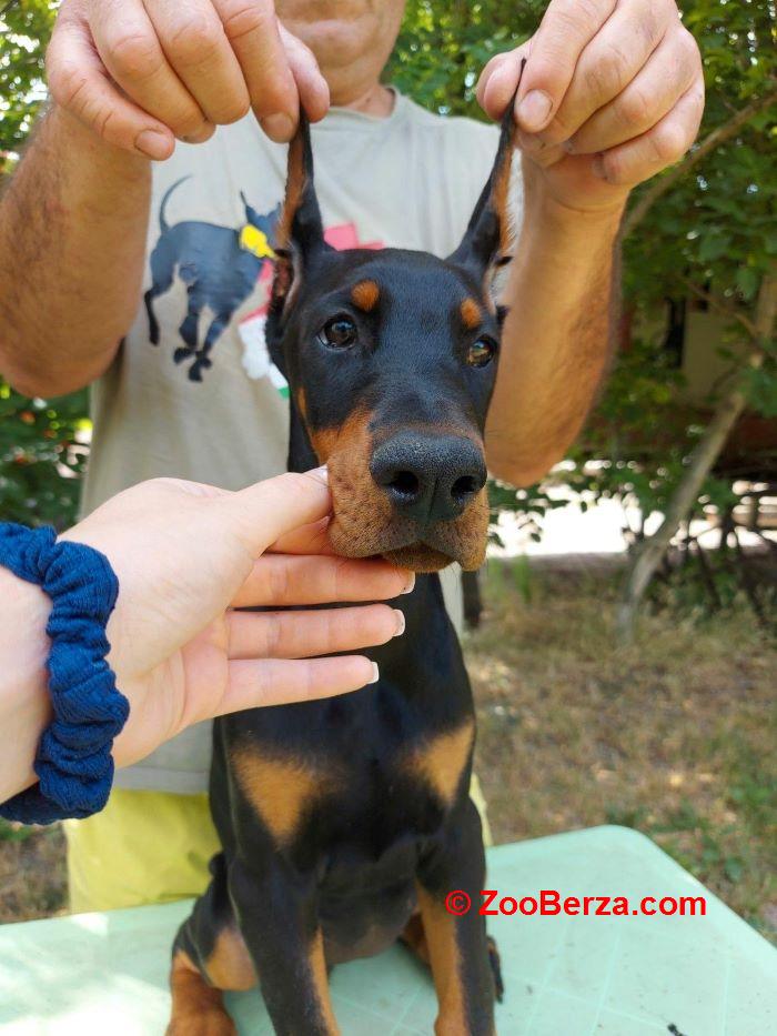 Doberman, žensko štene