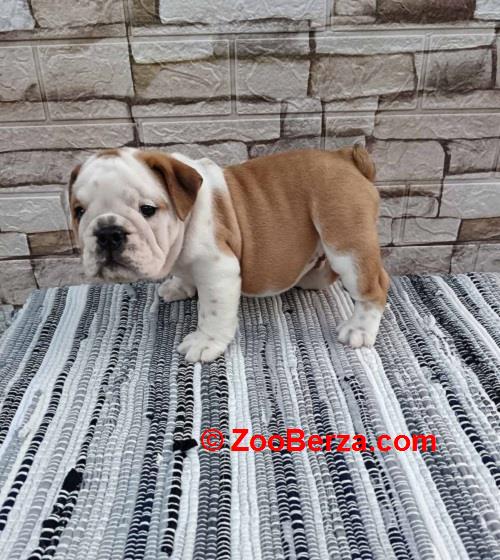 Engleski bulldog