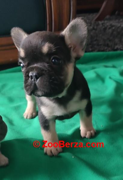 Francuski buldog štenci 