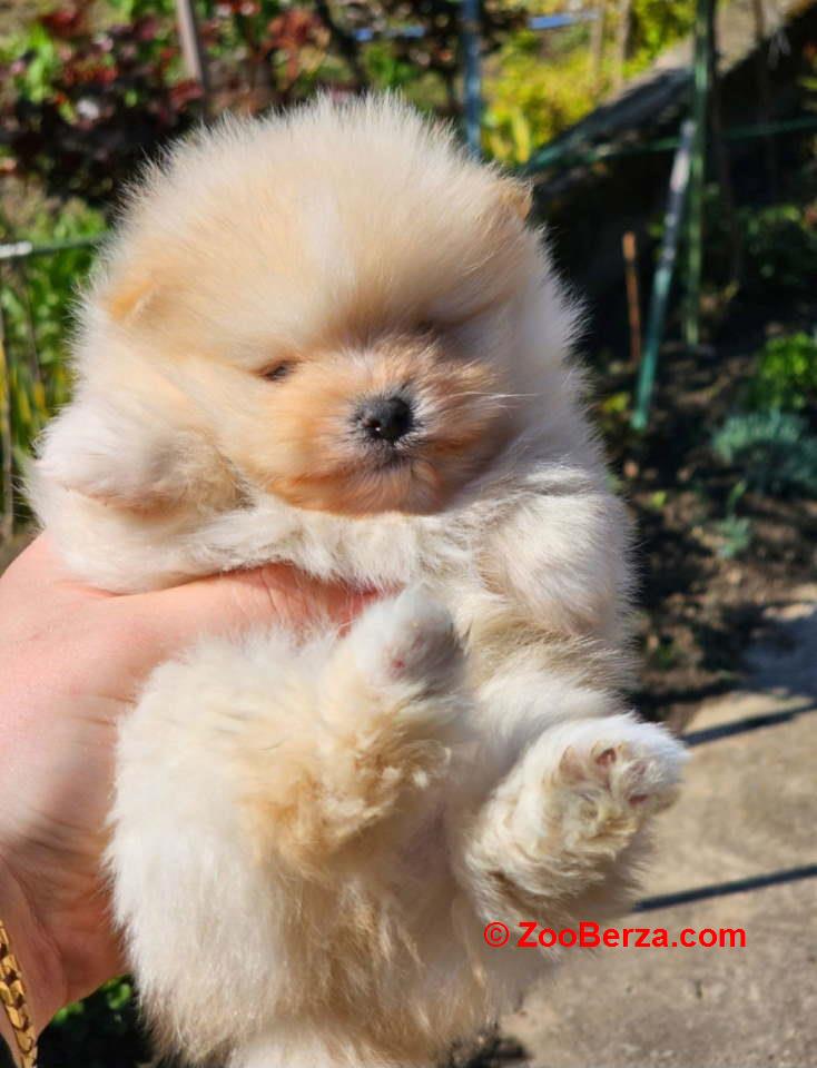 Najlepsi Pomeranci Boo samo u Pom_Hash_Starsu 