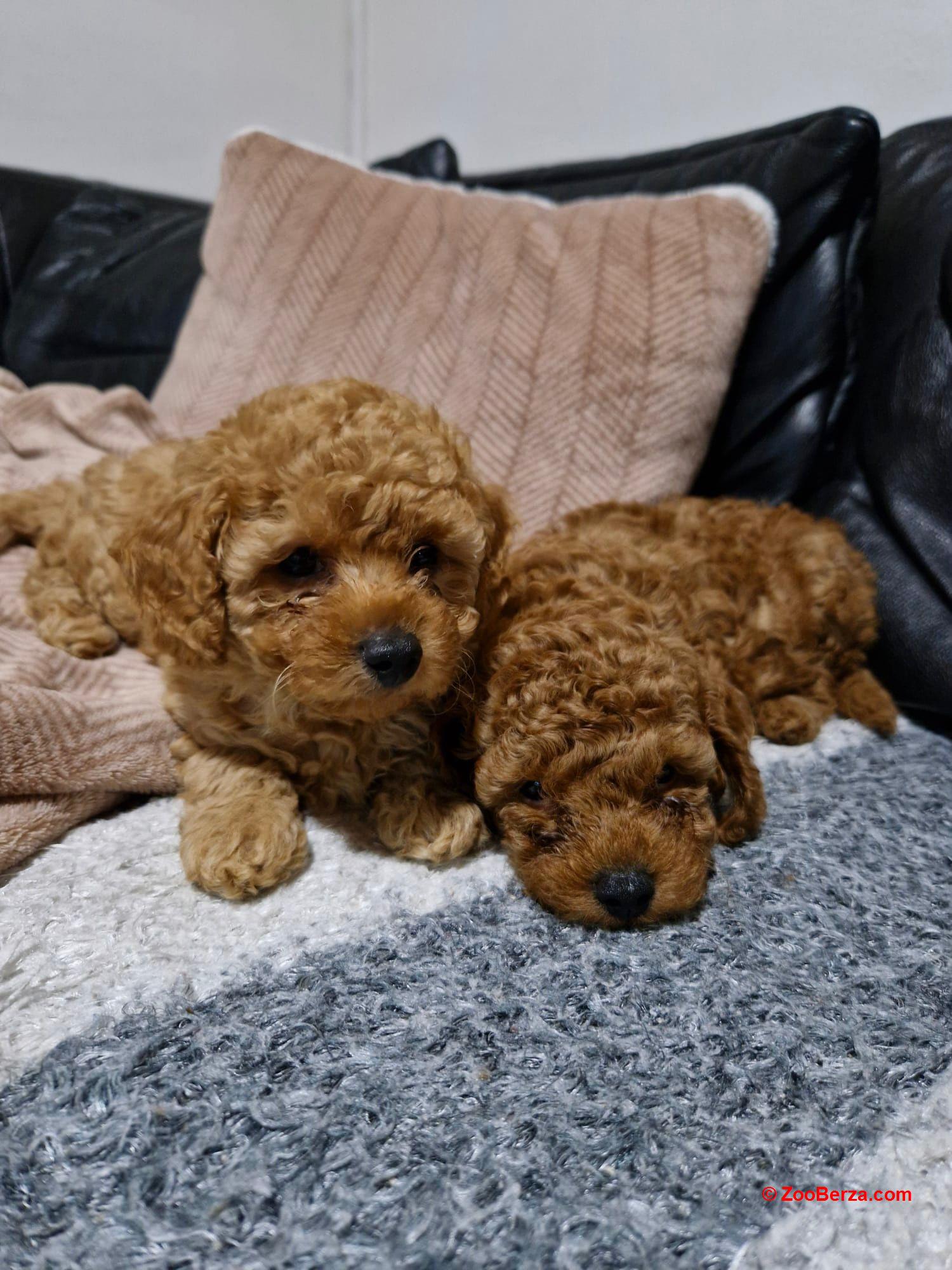 Crvena Toy Pudla prelepi štenci