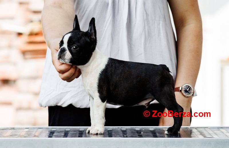 Boston terrier