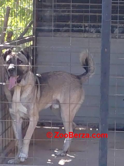 Turski Kangal, mužjak