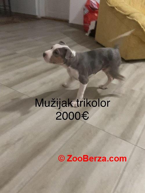 Pit bull terijer