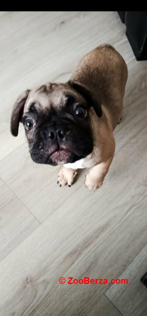 Francuski buldog 
