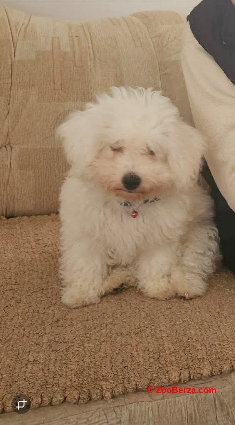 Kovrdžavi bišon (Bichon frise), štenci