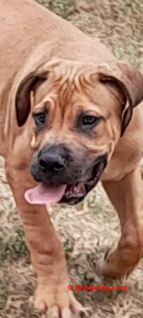 Južnoafrički mastif Boerboel štenci