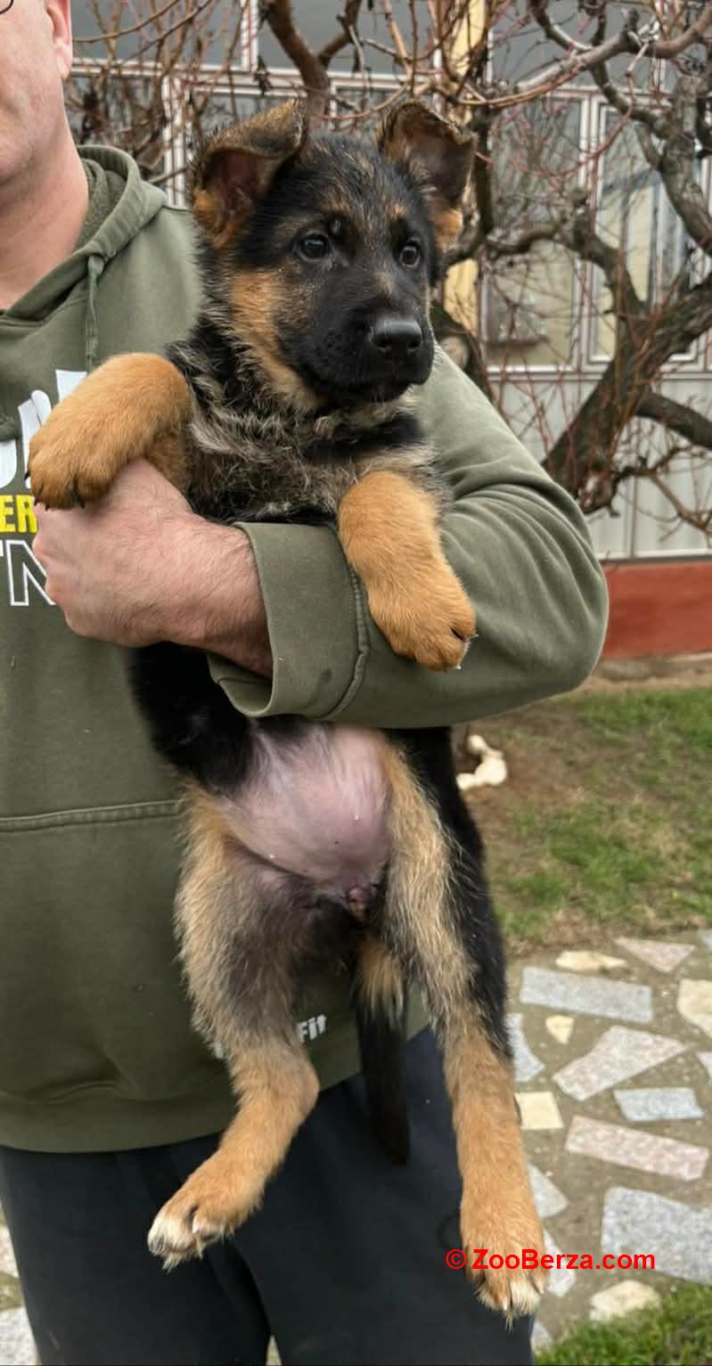 Nemački ovčar kratkodlaki, štenci