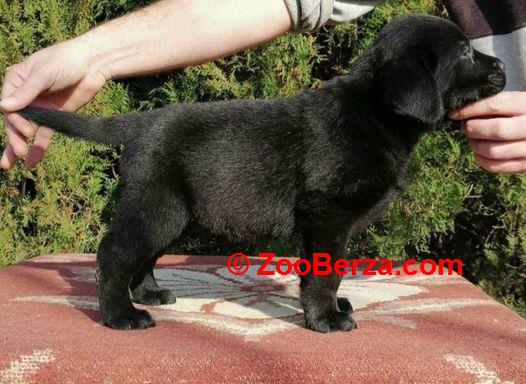 Labrador retriver 