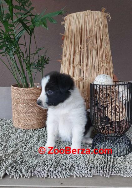 Border koli/collie štenci