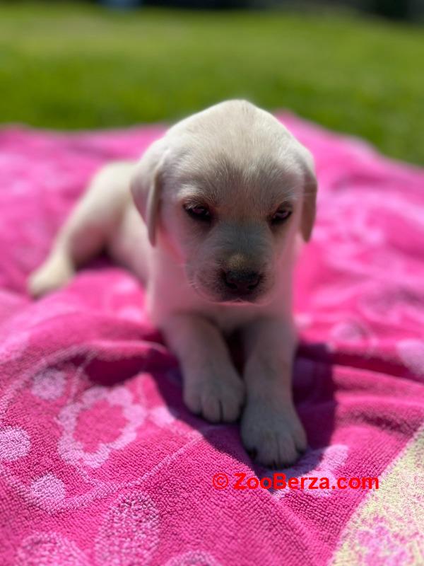 Labrador stenci