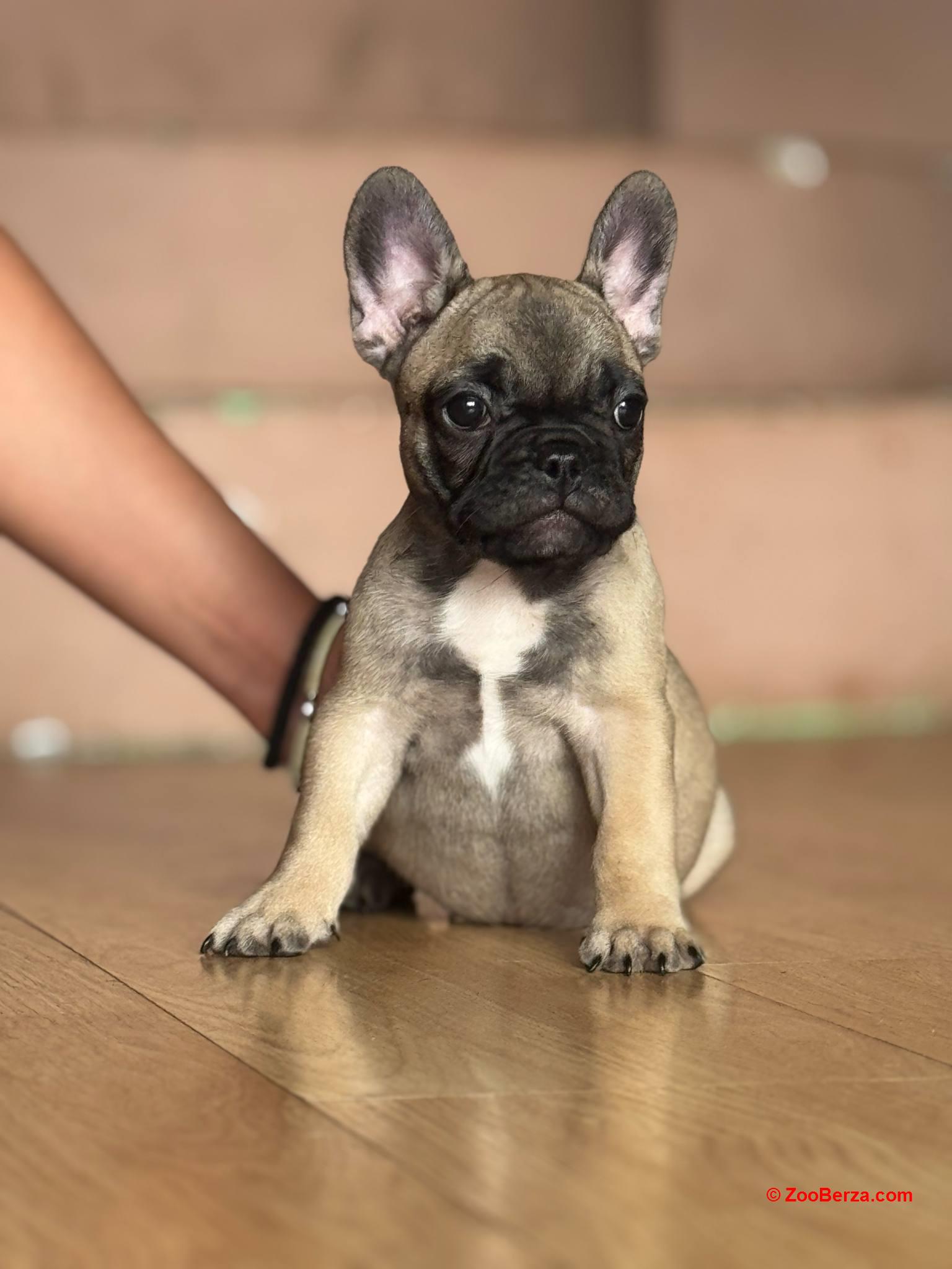 Francuski buldog prelepi štenci