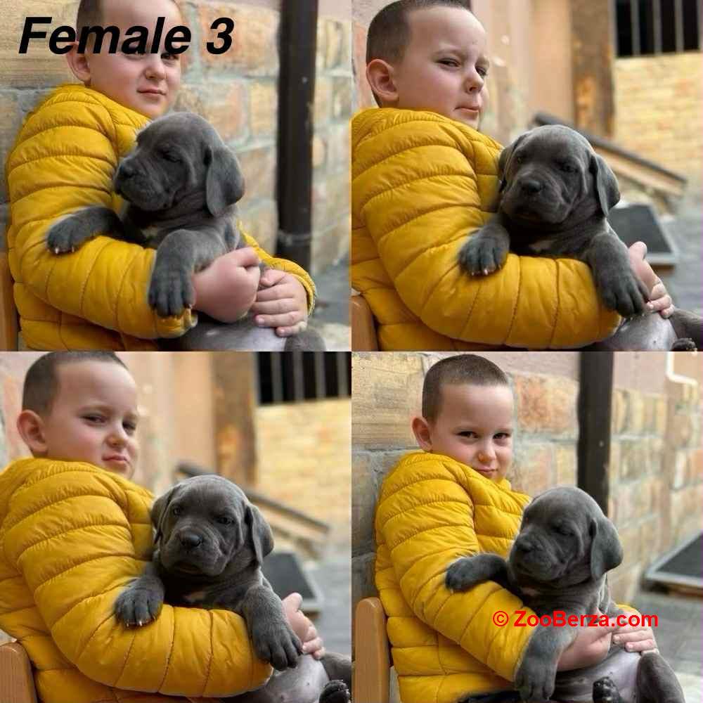 Štenci Cane Corso 