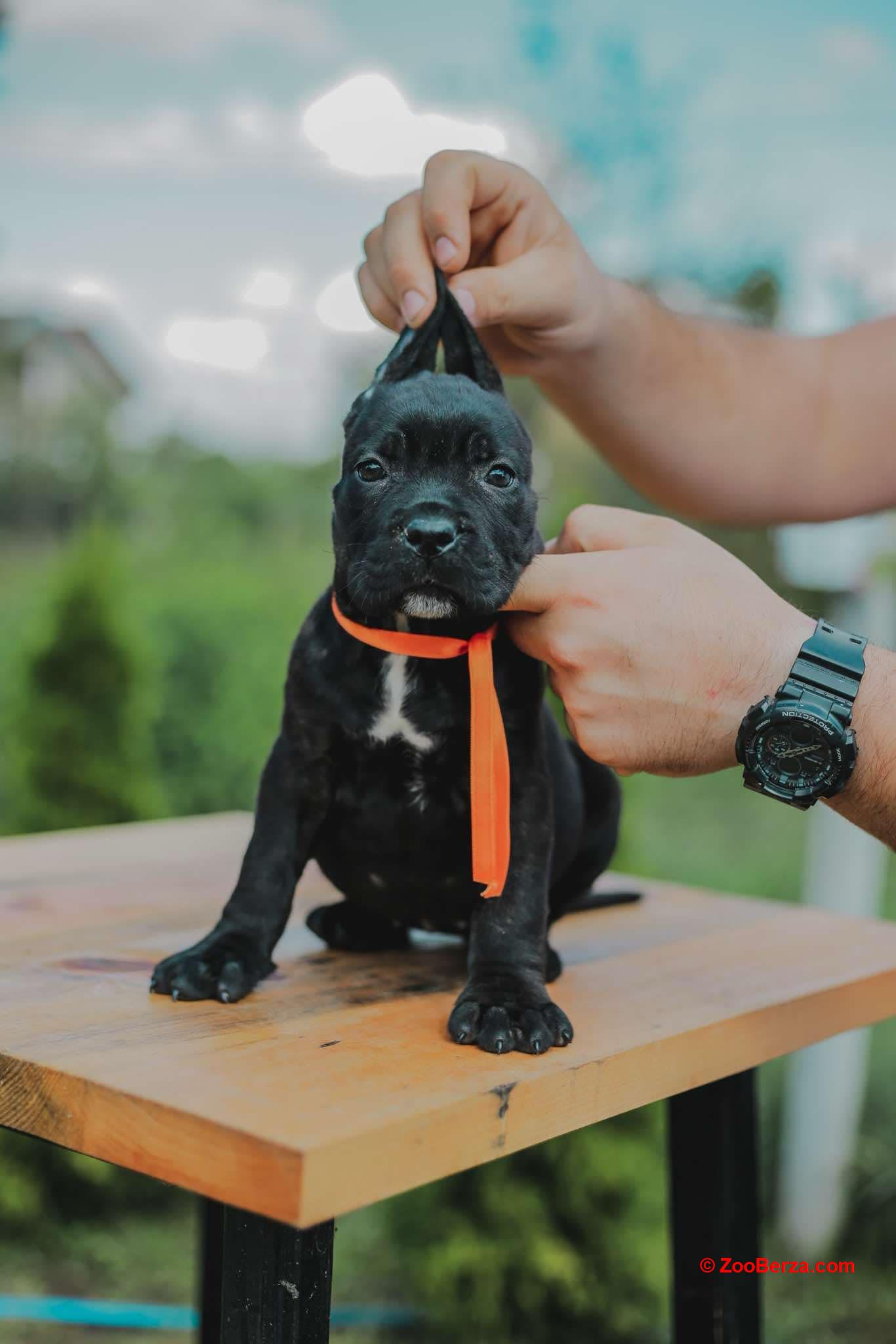 Cane Corso štenci