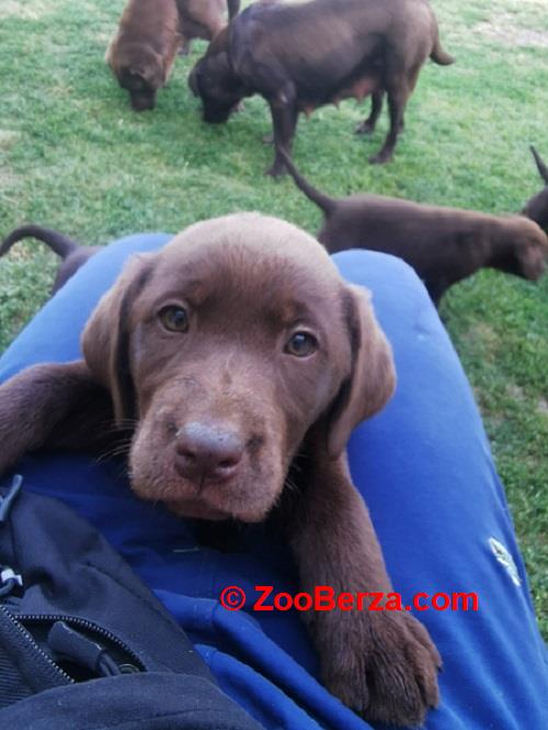 Čokoladni labrador 
