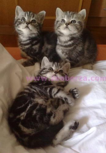 BRITANSKI KRATKODLAKI SILVER TABBY MAČIĆI -WHISKAS