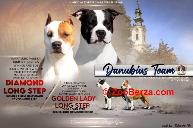 Američki Stafordski terijer štenci