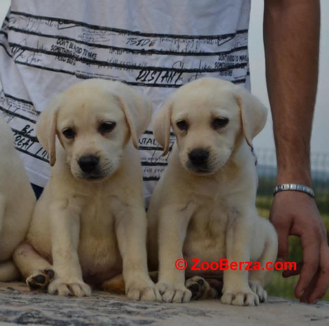 Labrador retriver 