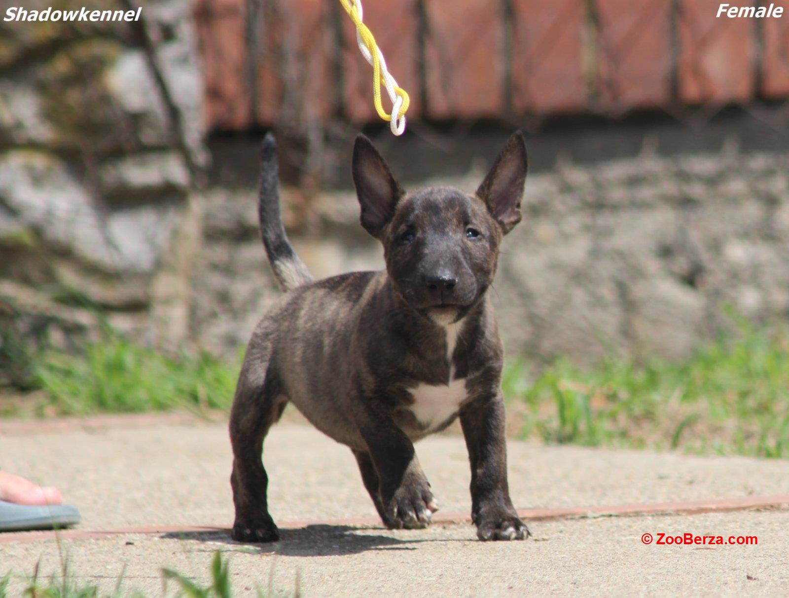 Mini Bull Terijer prelepi stenci