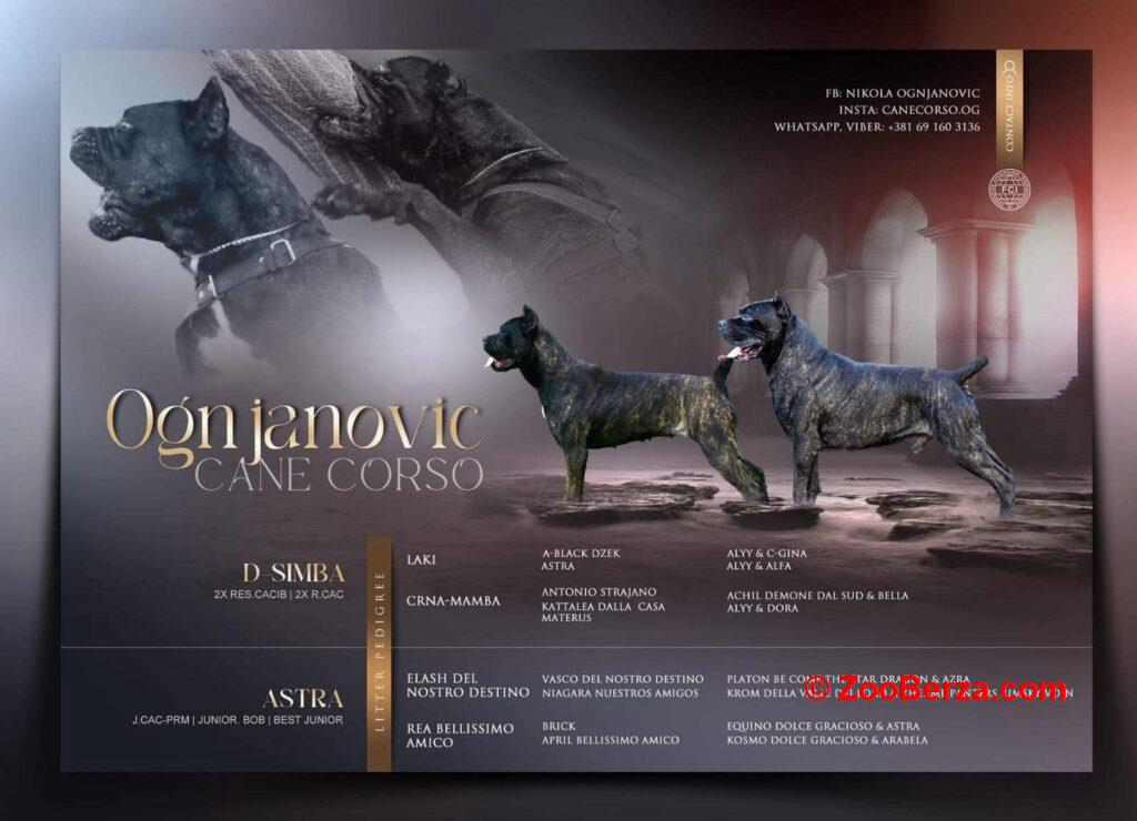 Cane Corso Kane Korso TOP KVALITET